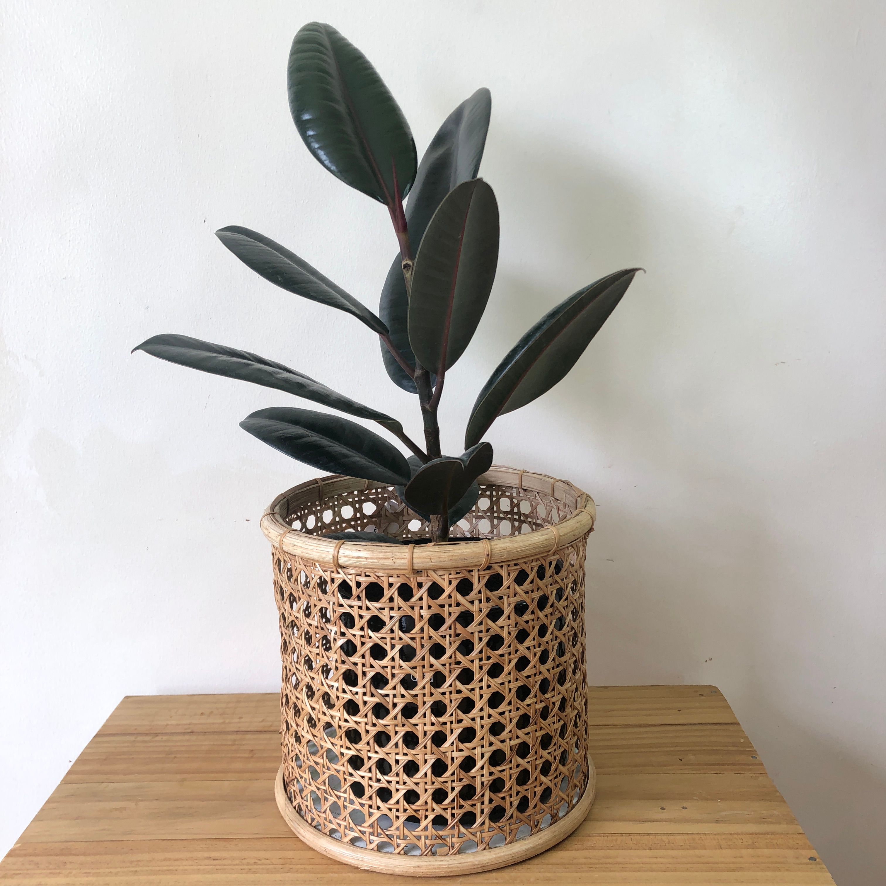 Solihiya Planter Sleeves in Medium