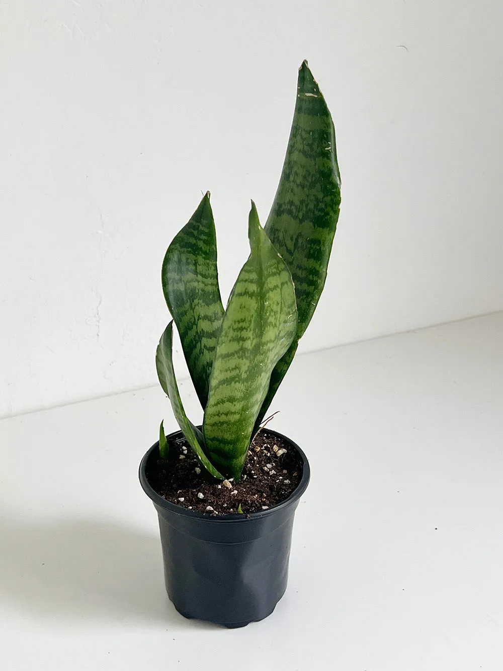 Zeylanica Snake Plant