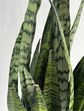 Zeylanica Snake Plant