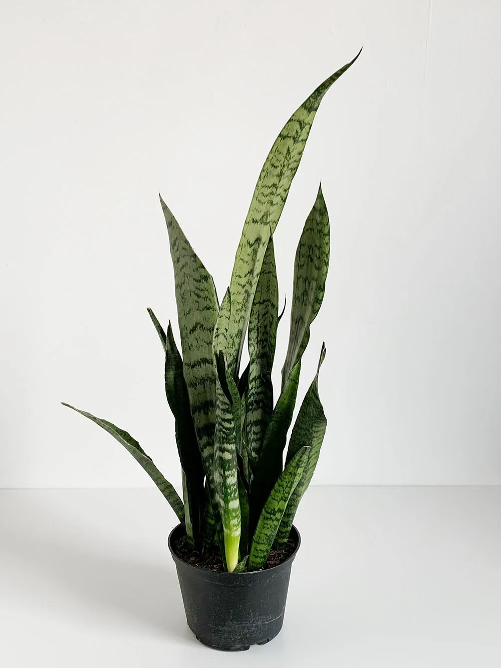 Zeylanica Snake Plant