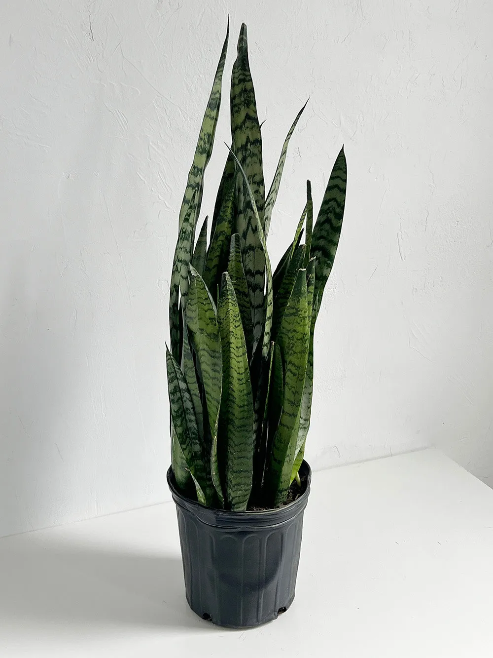 Zeylanica Snake Plant